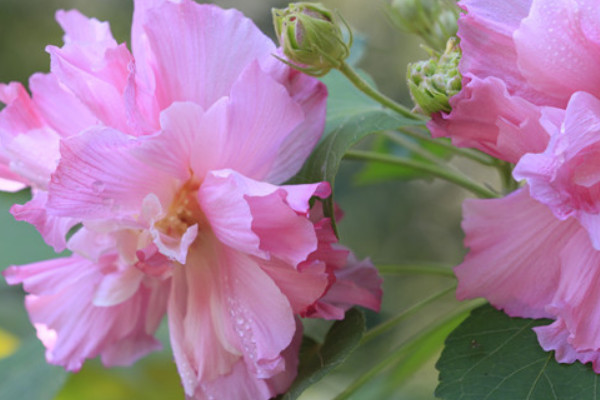 芙蓉花用水泡根怎麼插