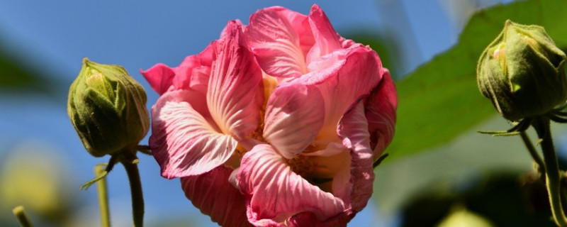 芙蓉花要死了怎麼辦