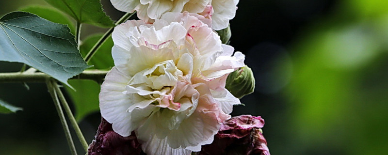 芙蓉花夏天的養殖方法