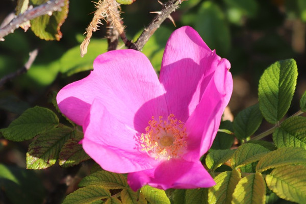 芙蓉花夏天的養殖方法