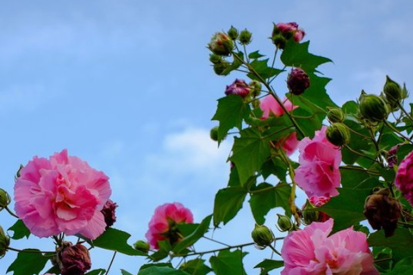 芙蓉花水栽可以麼