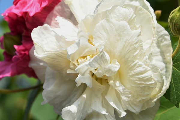 芙蓉花水生根多久能移盆裏