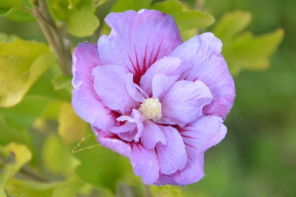 芙蓉花容易生什麼病