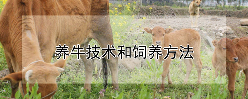 養牛技術和飼養方法