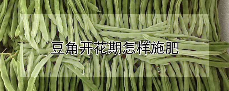 豆角開花期怎樣施肥