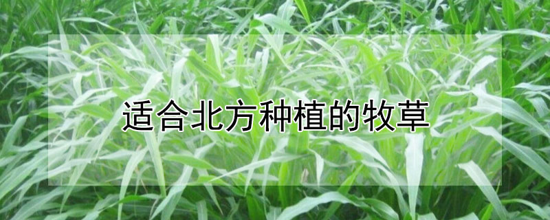 適合北方種植的牧草