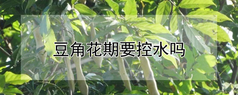 豆角花期要控水嗎