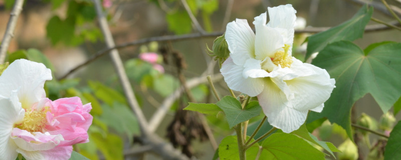 芙蓉花葉子長斑是怎麼回事