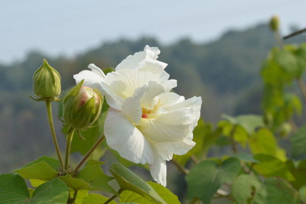 芙蓉花葉子長斑是怎麼回事