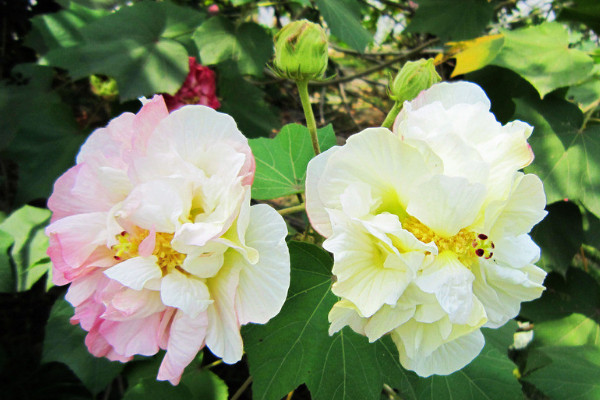 芙蓉花葉子長斑是怎麼回事