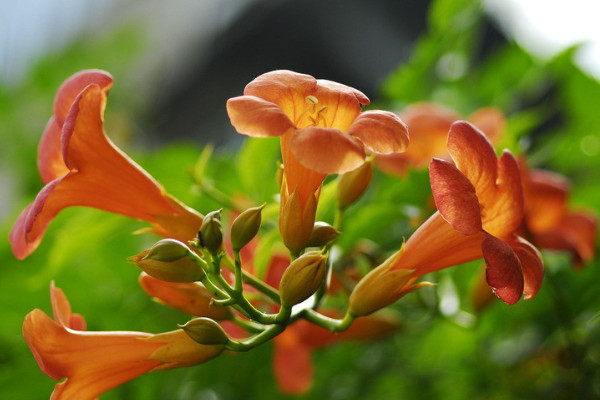 淩霄花怎麼扡插