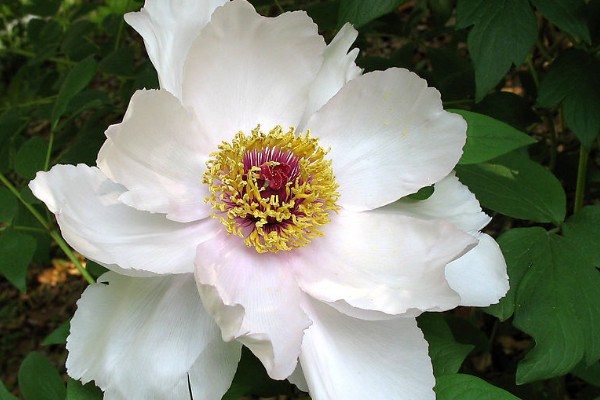 芍藥水培能生根嗎