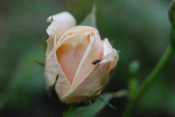 月季隻發芽不開花