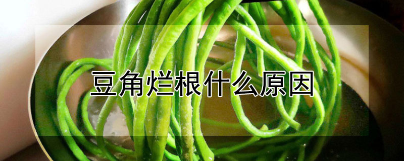 豆角爛根什麼原因