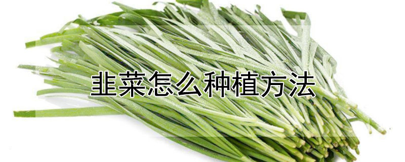 韭菜怎麼種植方法