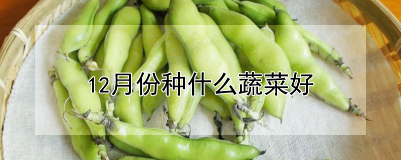 12月份種什麼蔬菜好