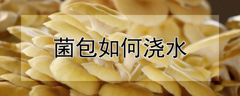 菌包如何澆水