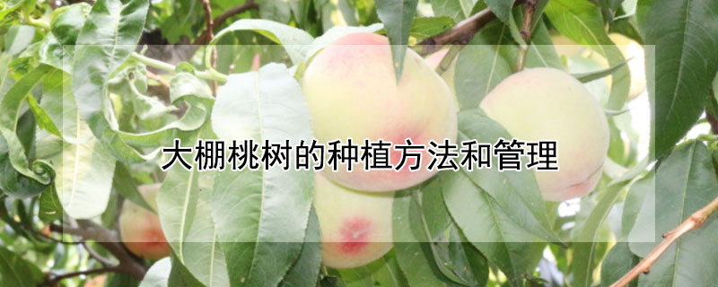 大棚桃樹的種植方法和管理