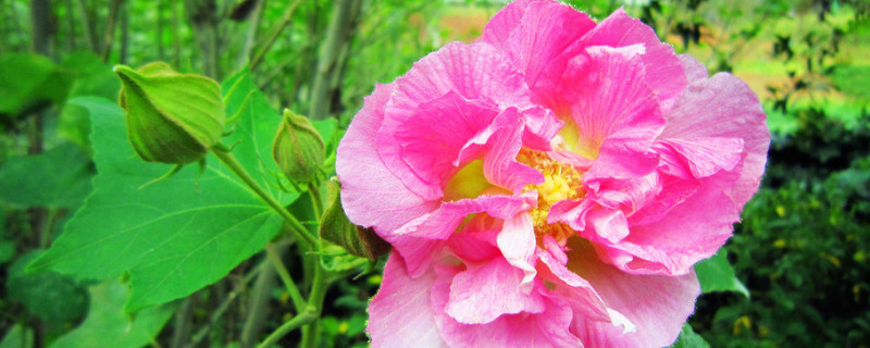 芙蓉花花開好後怎麼修剪