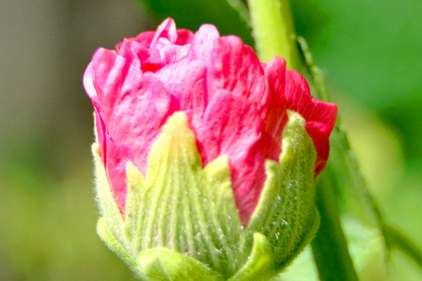 芙蓉花花開好後怎麼修剪