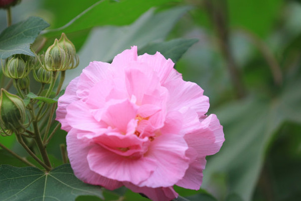 芙蓉花花開好後怎麼修剪