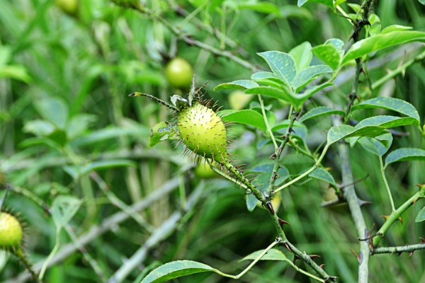 金櫻子怎麼種植