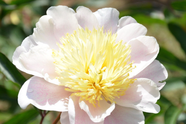 芍藥花開花後怎麼處理