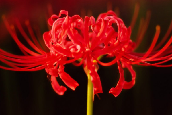 盆栽彼岸花能開花嗎