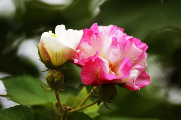 盆栽芙蓉花怎麼養花開多久