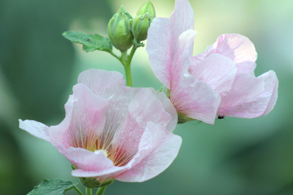 芙蓉花的香味是怎樣的