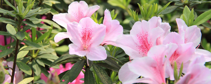 怎樣養杜鵑花才能有花蕾