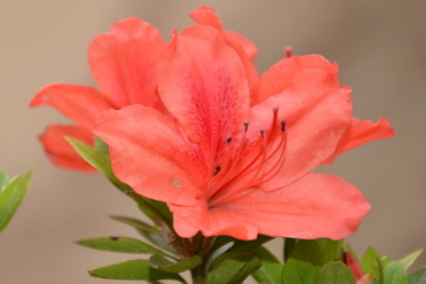 怎樣養杜鵑花才能有花蕾