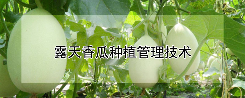 露天香瓜種植管理技術