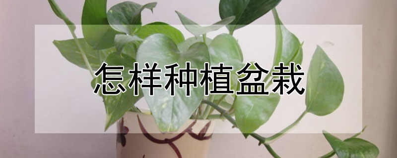 怎樣種植盆栽