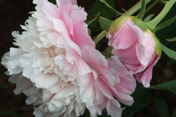 芍藥花什麼時候發芽