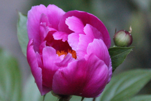 芍藥花什麼時候發芽