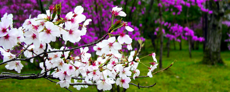 日本櫻花幾月份開花