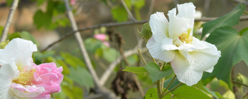 芙蓉花是什麼季節開的