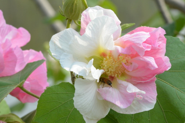 芙蓉花葉子為什麼發黃