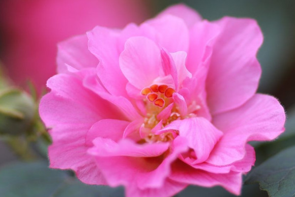 芙蓉花葉子為什麼發黃