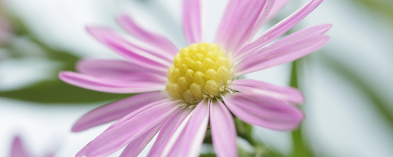 菊花澆水過多怎麼辦