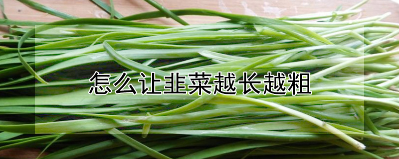 怎麼讓韭菜越長越粗