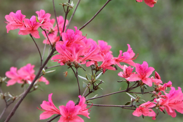 杜鵑花葉子幹枯怎麼救