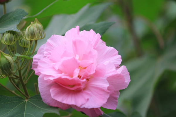 芙蓉花養在室內有毒嗎