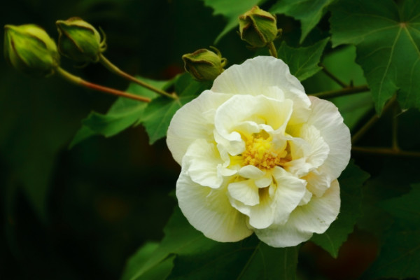 芙蓉花養在室內有毒嗎