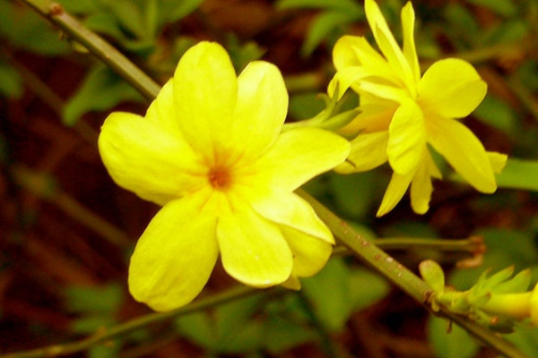 迎春花夏天掉葉子怎麼辦