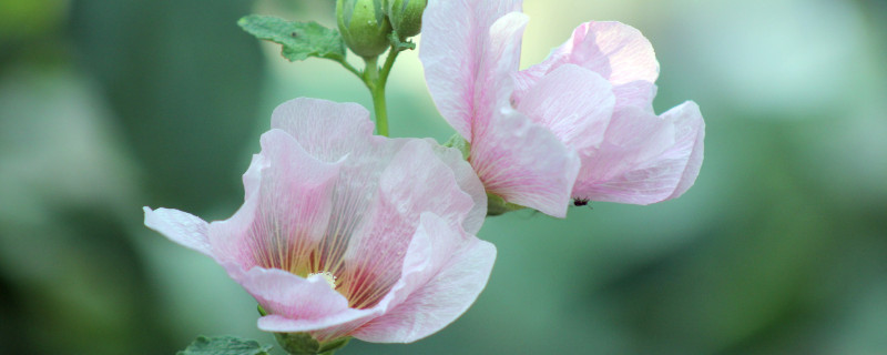 芙蓉花葉子卷邊是什麼原因