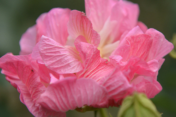 芙蓉花葉子卷邊是什麼原因