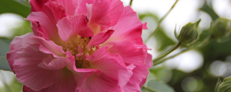 芙蓉花根斷了能移植活嗎