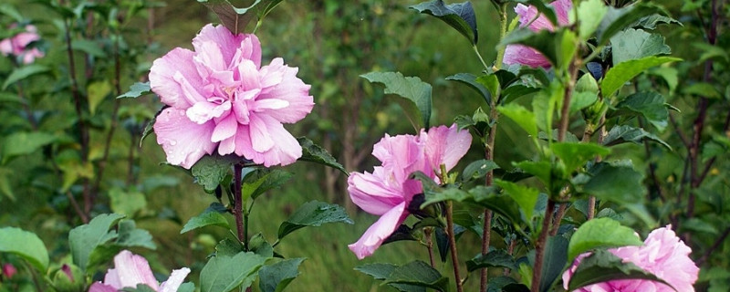 芙蓉花根部蔫倒伏什麼原因